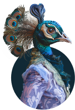 Peacock icon